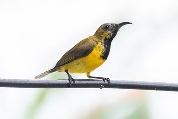wild, nature, wildlife, bird, feather, sunbird, garden, cinnyris, birdwatching, perched, olive, animal, natural, yellow-bellied, forest, ornithology, color, branch, cinnyris jugularis, rainforest, env