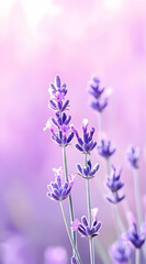 Obraz premium Delicate lavender flowers in soft focus against a pastel background.