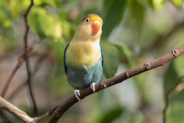 Fischer's lovebird (Agapornis fischeri) is a small parrot species of the genus Agapornis