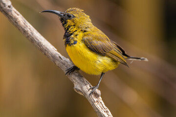 wild, nature, wildlife, bird, feather, sunbird, garden, cinnyris, birdwatching, perched, olive, animal, natural, yellow-bellied, forest, ornithology, color, branch, cinnyris jugularis, rainforest, env
