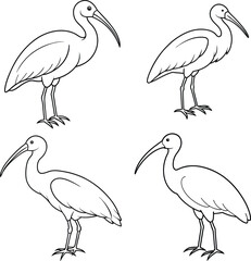 bundle ibis line art and illustrator eps