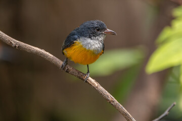 Obraz premium The orange-bellied flowerpecker (Dicaeum trigonostigma) is a species of bird in the family Dicaeidae. It is found in Bangladesh, Brunei,Indonesia, Malaysia, Myanmar, the Philippines, Singapore
