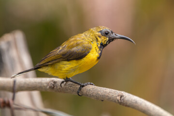 The olive-backed sunbird (Cinnyris jugularis ), also known as the yellow-bellied sunbird, is a species of sunbird found from Southern Asia to Australia