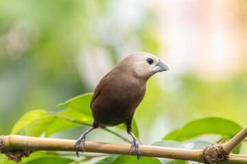 The white-headed munia (Lonchura maja) is a species of estrildid finch found in Indonesia, Malaysia, Singapore, Thailand and Vietnam