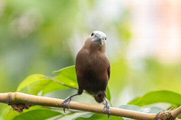 The white-headed munia (Lonchura maja) is a species of estrildid finch found in Indonesia, Malaysia, Singapore, Thailand and Vietnam