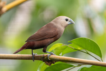 The white-headed munia (Lonchura maja) is a species of estrildid finch found in Indonesia, Malaysia, Singapore, Thailand and Vietnam