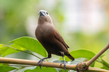 The white-headed munia (Lonchura maja) is a species of estrildid finch found in Indonesia, Malaysia, Singapore, Thailand and Vietnam