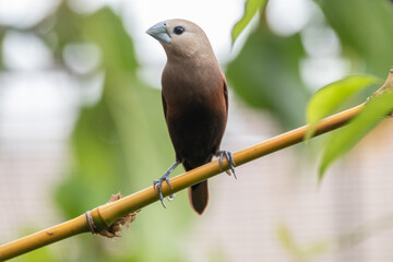 The white-headed munia (Lonchura maja) is a species of estrildid finch found in Indonesia, Malaysia, Singapore, Thailand and Vietnam