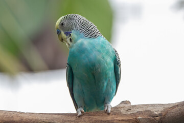 Obraz premium The budgerigar (Melopsittacus undulatus), also known as the common parakeet, shell parakeet or budgie is a small, long-tailed, seed-eating parrot native to Australia