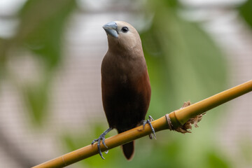 The white-headed munia (Lonchura maja) is a species of estrildid finch found in Indonesia, Malaysia, Singapore, Thailand and Vietnam