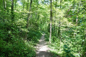 The empty hiking trail in the woods on a summer day.