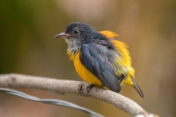 The orange-bellied flowerpecker (Dicaeum trigonostigma) is a species of bird in the family Dicaeidae. It is found in Bangladesh, Brunei,Indonesia, Malaysia, Myanmar, the Philippines, Singapore