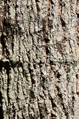 A close view of the old tree bark surface.