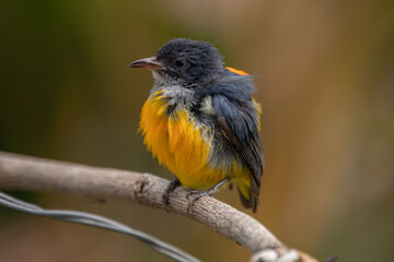 The orange-bellied flowerpecker (Dicaeum trigonostigma) is a species of bird in the family Dicaeidae. It is found in Bangladesh, Brunei,Indonesia, Malaysia, Myanmar, the Philippines, Singapore