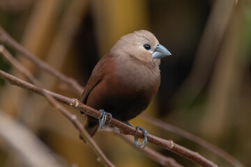 The white-headed munia (Lonchura maja) is a species of estrildid finch found in Indonesia, Malaysia, Singapore, Thailand and Vietnam