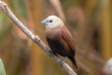 The white-headed munia (Lonchura maja) is a species of estrildid finch found in Indonesia, Malaysia, Singapore, Thailand and Vietnam