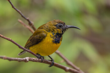 The olive-backed sunbird (Cinnyris jugularis ), also known as the yellow-bellied sunbird, is a species of sunbird found from Southern Asia to Australia