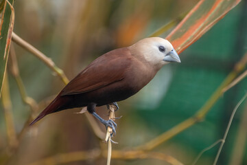 The white-headed munia (Lonchura maja) is a species of estrildid finch found in Indonesia, Malaysia, Singapore, Thailand and Vietnam