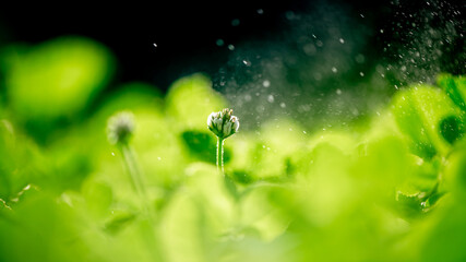 clover meadow, green leaves, natural summer background