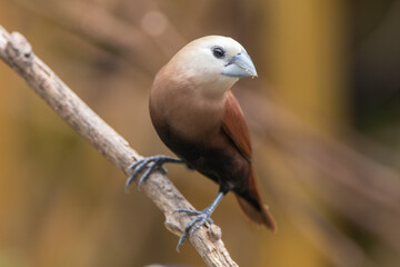 The white-headed munia (Lonchura maja) is a species of estrildid finch found in Indonesia, Malaysia, Singapore, Thailand and Vietnam
