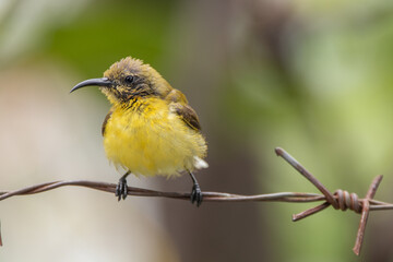 The olive-backed sunbird (Cinnyris jugularis ), also known as the yellow-bellied sunbird, is a species of sunbird found from Southern Asia to Australia