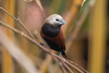 The white-capped munia (Lonchura ferruginosa) is a species of estrildid finch found in Java and Bali