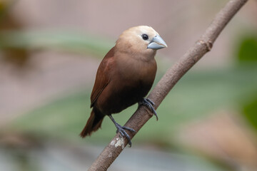 The white-headed munia (Lonchura maja) is a species of estrildid finch found in Indonesia, Malaysia, Singapore, Thailand and Vietnam