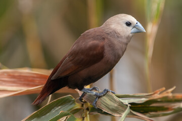 The white-headed munia (Lonchura maja) is a species of estrildid finch found in Indonesia, Malaysia, Singapore, Thailand and Vietnam