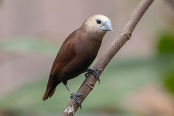 The white-headed munia (Lonchura maja) is a species of estrildid finch found in Indonesia, Malaysia, Singapore, Thailand and Vietnam