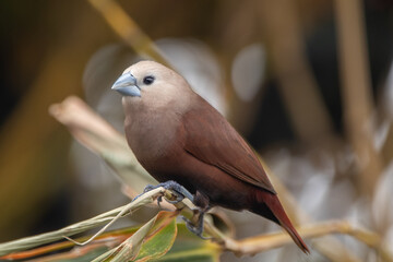 The white-headed munia (Lonchura maja) is a species of estrildid finch found in Indonesia, Malaysia, Singapore, Thailand and Vietnam