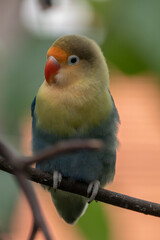 Fischer's lovebird (Agapornis fischeri) is a small parrot species of the genus Agapornis