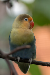 Fischer's lovebird (Agapornis fischeri) is a small parrot species of the genus Agapornis