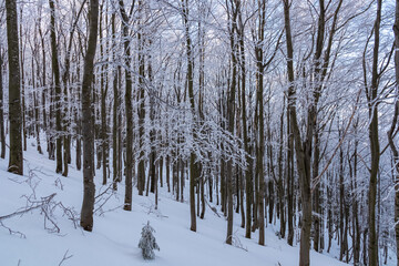 Breathtaking winter scene in forest. Trees are covered in thick layer of frost, creating a magical and enchanting atmosphere. Sense of peace and tranquility in Zawoja, Zywiec Beskids, Poland. Coldness