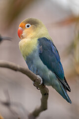 Fischer's lovebird (Agapornis fischeri) is a small parrot species of the genus Agapornis