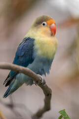 Fischer's lovebird (Agapornis fischeri) is a small parrot species of the genus Agapornis