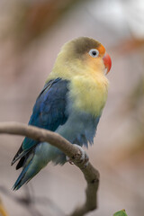 Fischer's lovebird (Agapornis fischeri) is a small parrot species of the genus Agapornis
