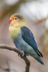 Fischer's lovebird (Agapornis fischeri) is a small parrot species of the genus Agapornis