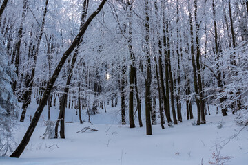 Breathtaking winter scene in forest, Zawoja, Zywiec Beskids, Poland. Trees covered in thick layer of frost. Magical enchanting atmosphere. Peace and tranquility. Sunlight filters through the branches