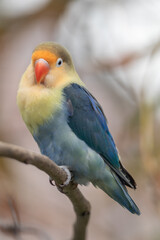 Fischer's lovebird (Agapornis fischeri) is a small parrot species of the genus Agapornis