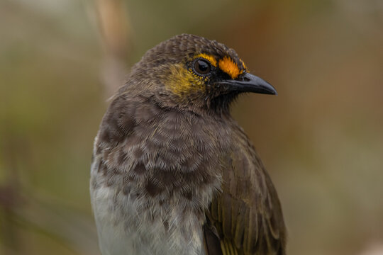 The orange-spotted bulbul (Pycnonotus bimaculatus) is a species of songbird in the bulbul family of passerine birds. It is endemic to Java, Bali and Sumatra