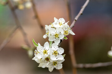 cherry blossom in spring, close-up of white flowers