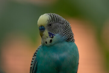 The budgerigar (Melopsittacus undulatus), also known as the common parakeet, shell parakeet or budgie is a small, long-tailed, seed-eating parrot native to Australia