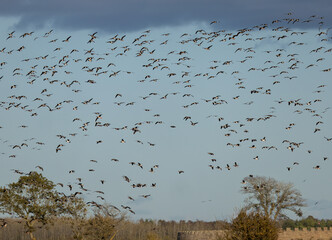 White-fronted Goose (Anser albifrons) and Barnacle Goose (Branta leucopsis), flying at Southern Oland, Sweden.