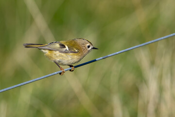 Goldcrest (Regulus regulus) at Ottenby, southern tip of Oland, Sweden.