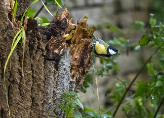 Great Tit (Parus major) adult male, at Ottenby, southern tip of Oland, Sweden.