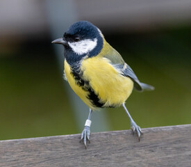 Great Tit (Parus major) adult male, at Ottenby, southern tip of Oland, Sweden.