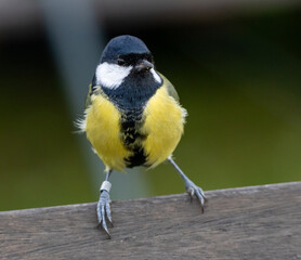 Great Tit (Parus major) adult male, at Ottenby, southern tip of Oland, Sweden.