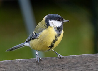 Great Tit (Parus major) at Ottenby, southern tip of Oland, Sweden.