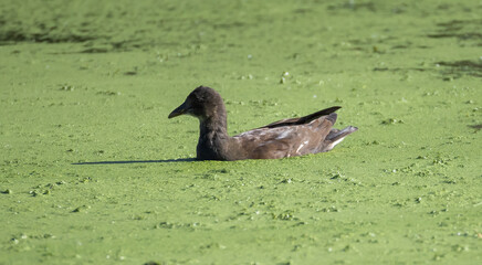 Moorhen (Gallinula chloropus) juvenile, swimming in a small lake in Skane, southern Sweden.