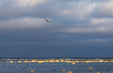 White-tailed Eagle (Haliaeetus albicilla) flying over the Baltic sea at Ottenby, Southern Oland, Sweden.